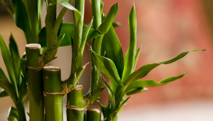 growing a bamboo plant indoors