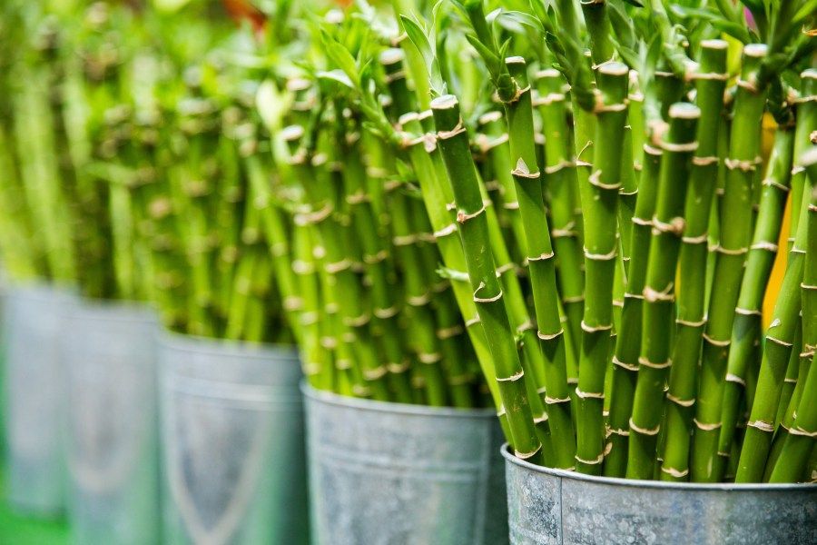 Growing Bamboo Indoors – A Quick-Start Guide