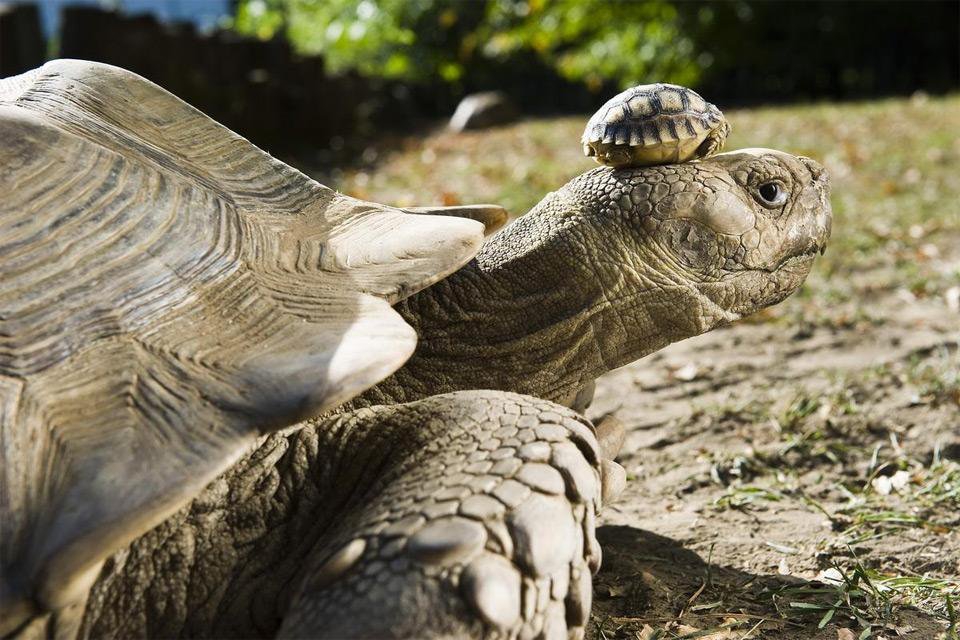 Baby Tortoise on Mom’s Head