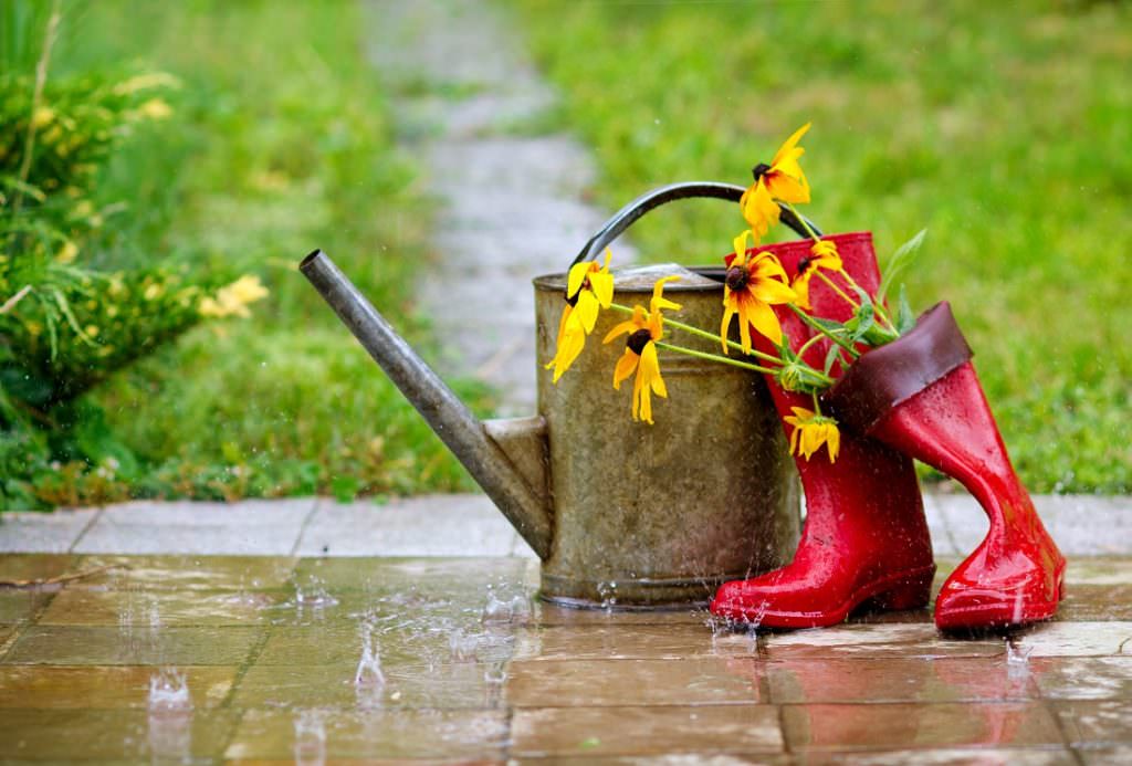 How To Create a Rain Garden