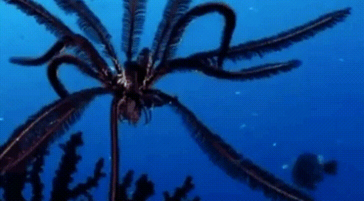 The Feather Star