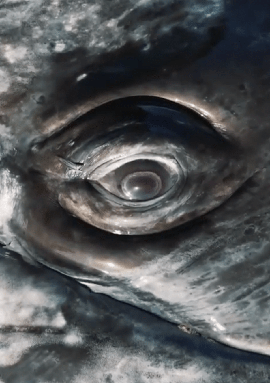 Eye of a Gray Whale