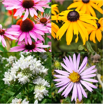 Plant a Pollinator Garden To Support Butterflies, Bees, & Birds