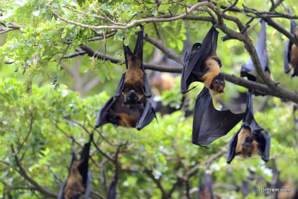 The Ecological Importance of Bats: Why to Conserve Them? - Eco Thinker News