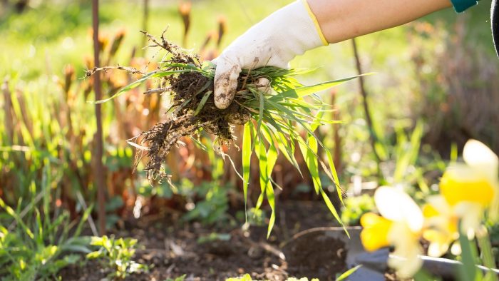 4 Ways To Kill Weeds The All-Natural Way - Eco Thinker News