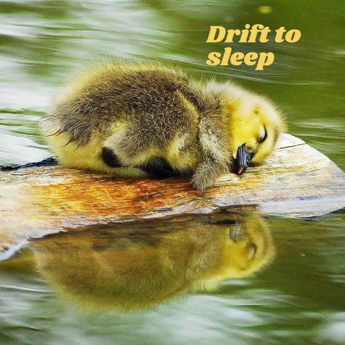 drift-to-sleep-eco-thinker-news