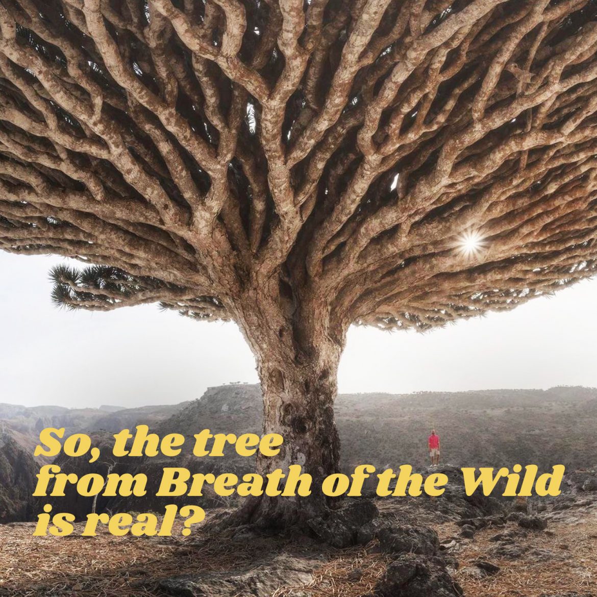 So, the tree from Breath of the Wild is real?
