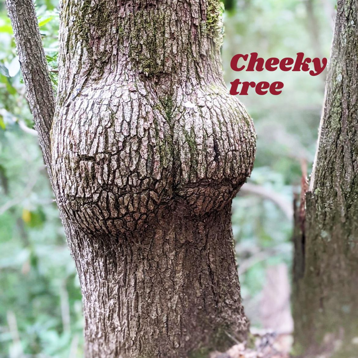 Cheeky tree