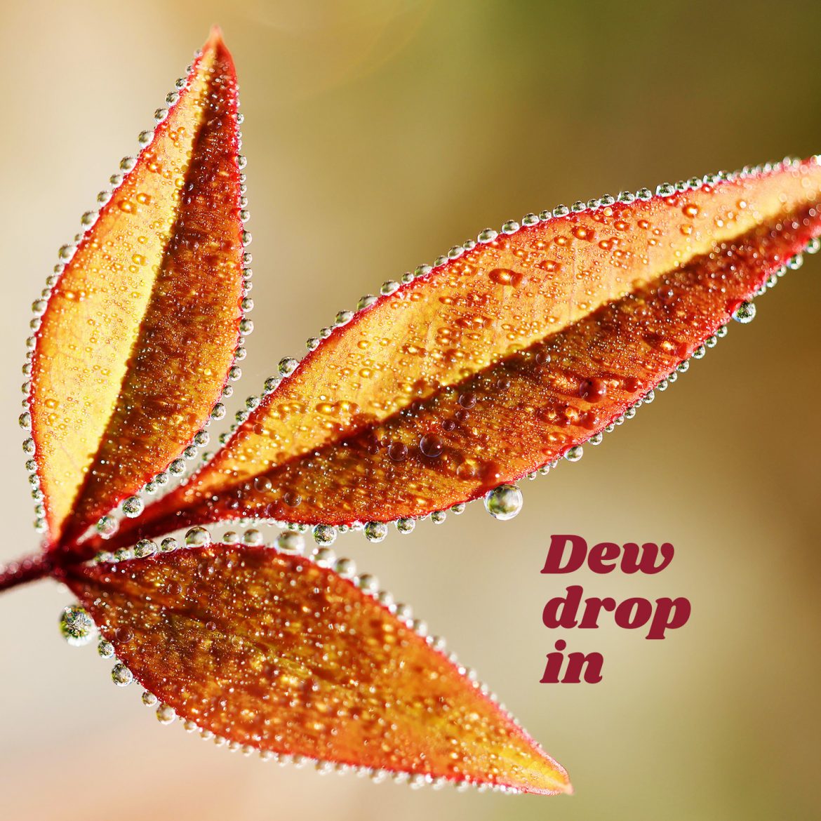 Dew drop in