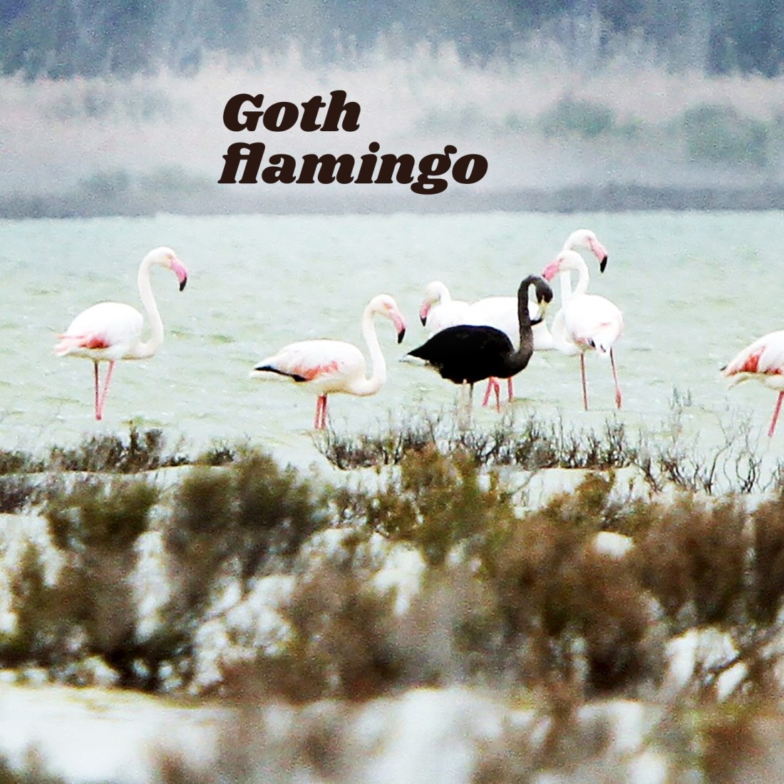Goth flamingo