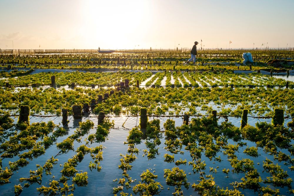 Will Seaweed Be a Prime Ingredient in Sustainable Packaging?