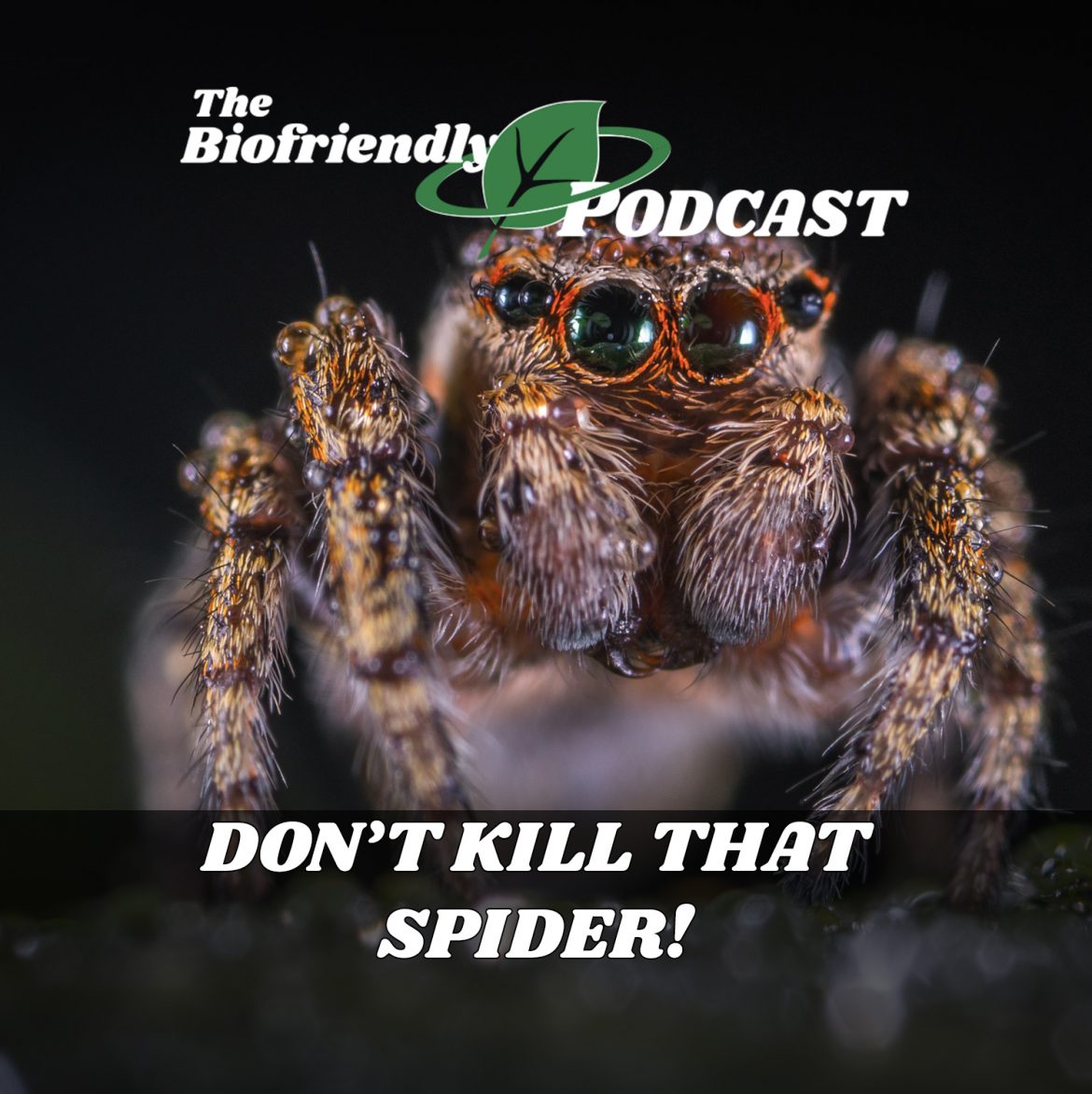 Don’t Kill That Spider!