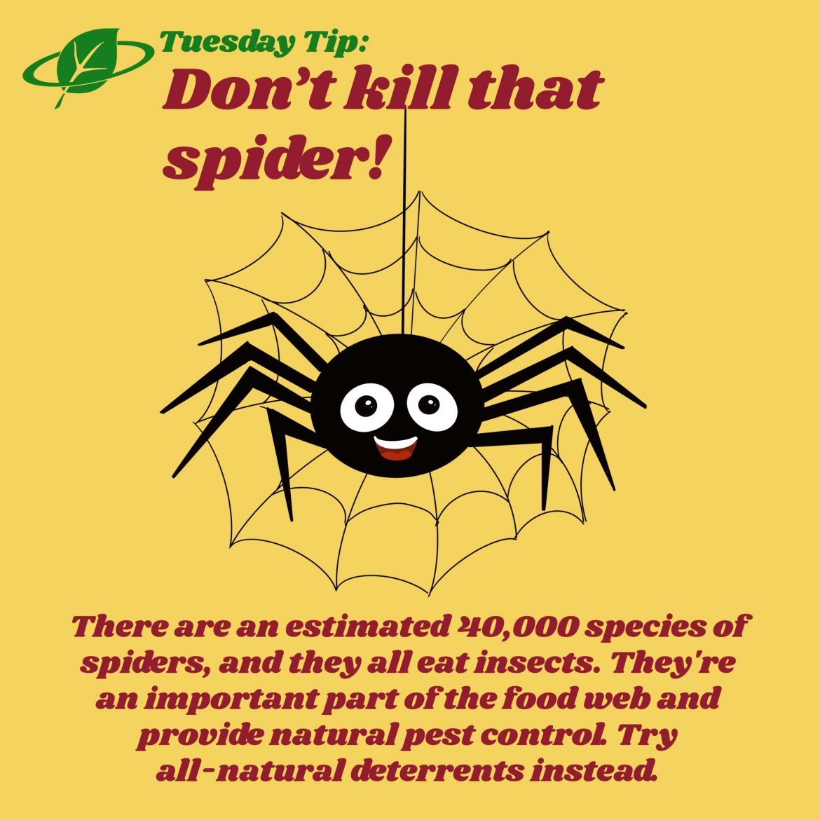 Don’t kill that spider | Tuesday Tip