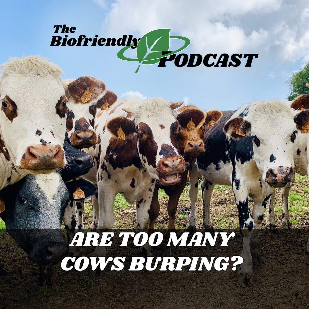 Are Too Many Cows Burping?
