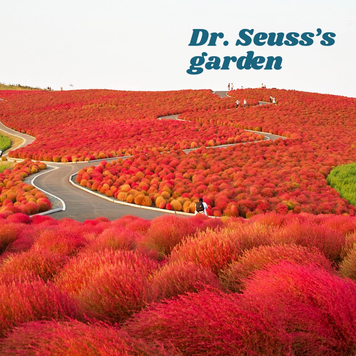 Dr. Seuss’s garden