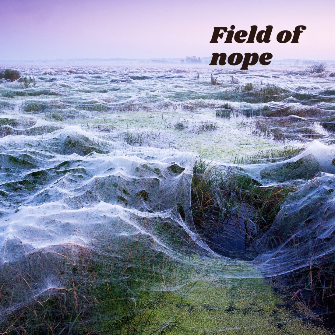 Field of nope