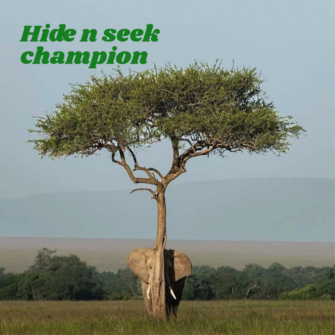 Hide n seek champion