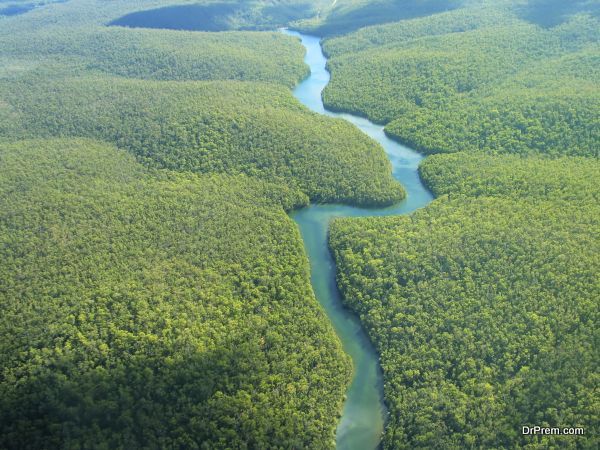 Is Reforestation The Key To Solving Climate Change?