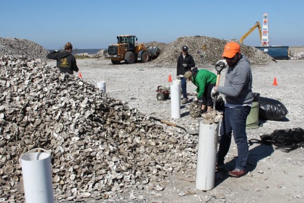 Recycling Mystery: Oyster Shells