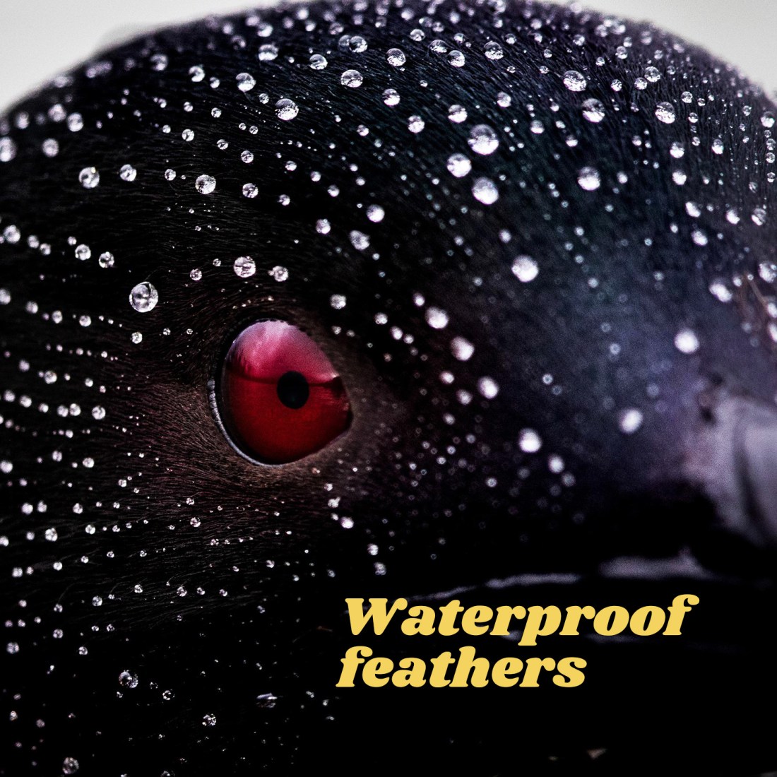Waterproof feathers