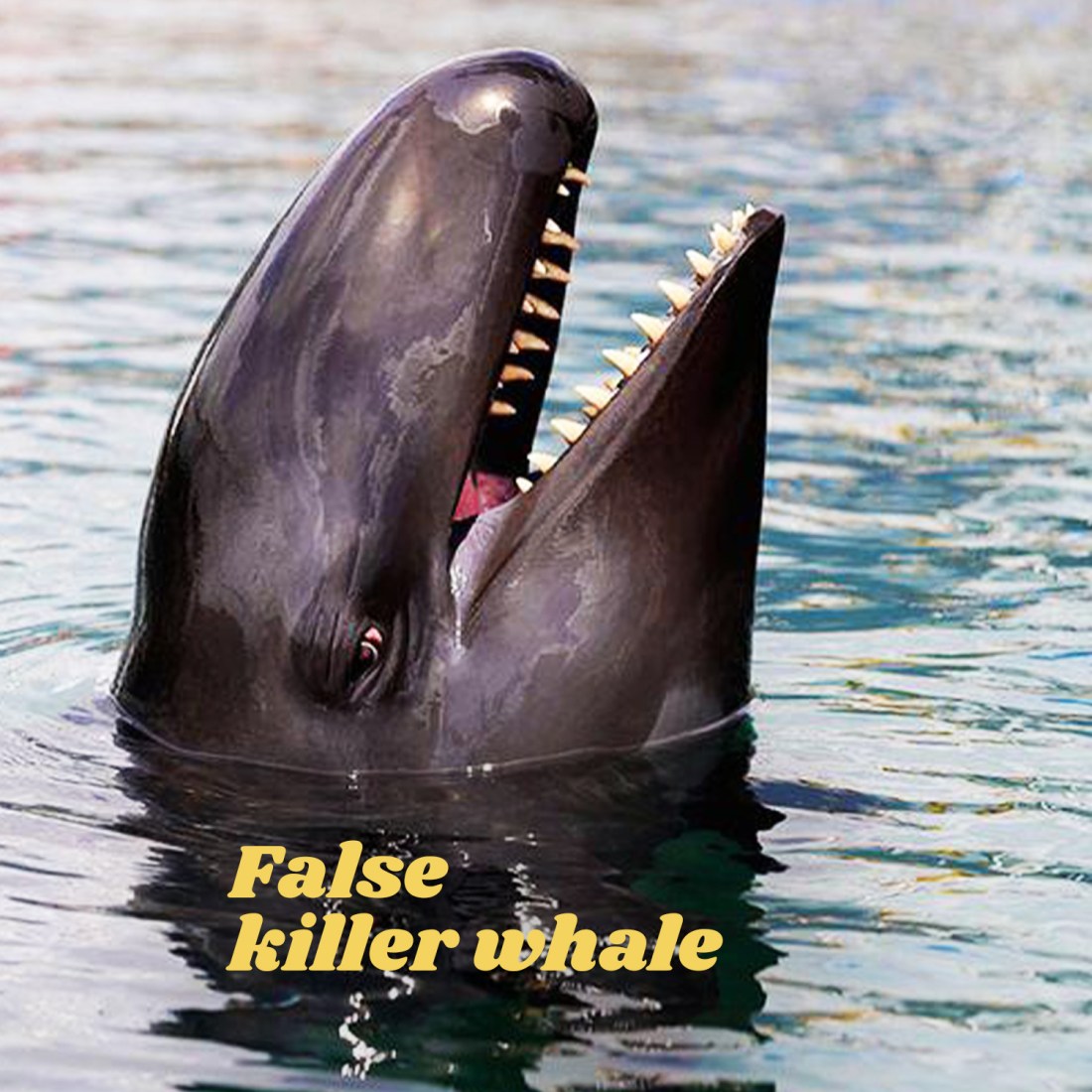 False killer whale