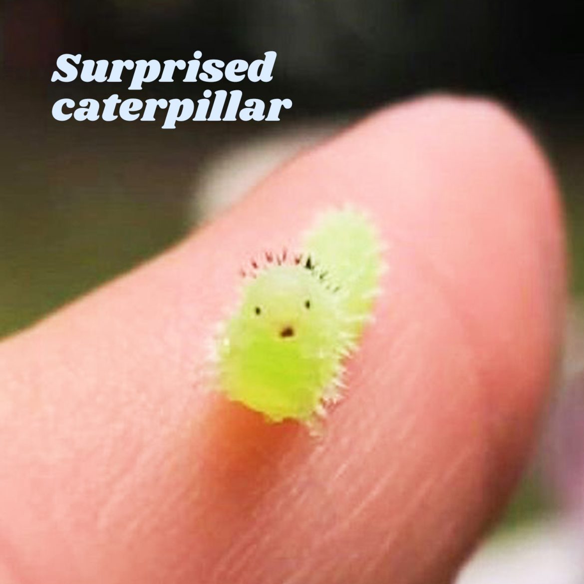 Surprised caterpillar