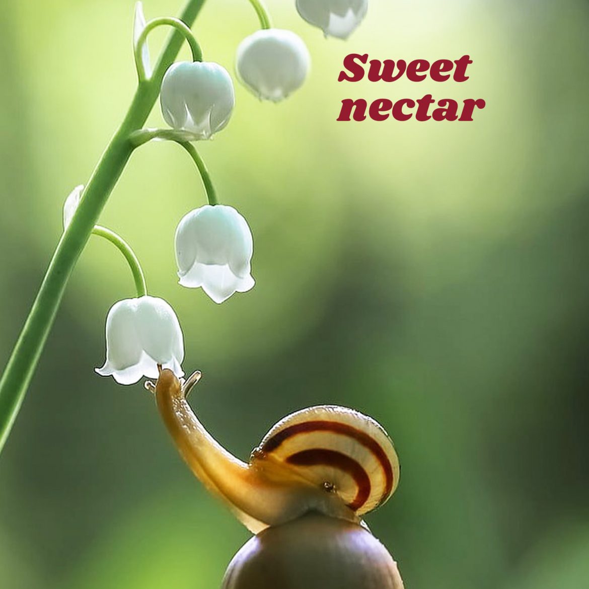 Sweet nectar