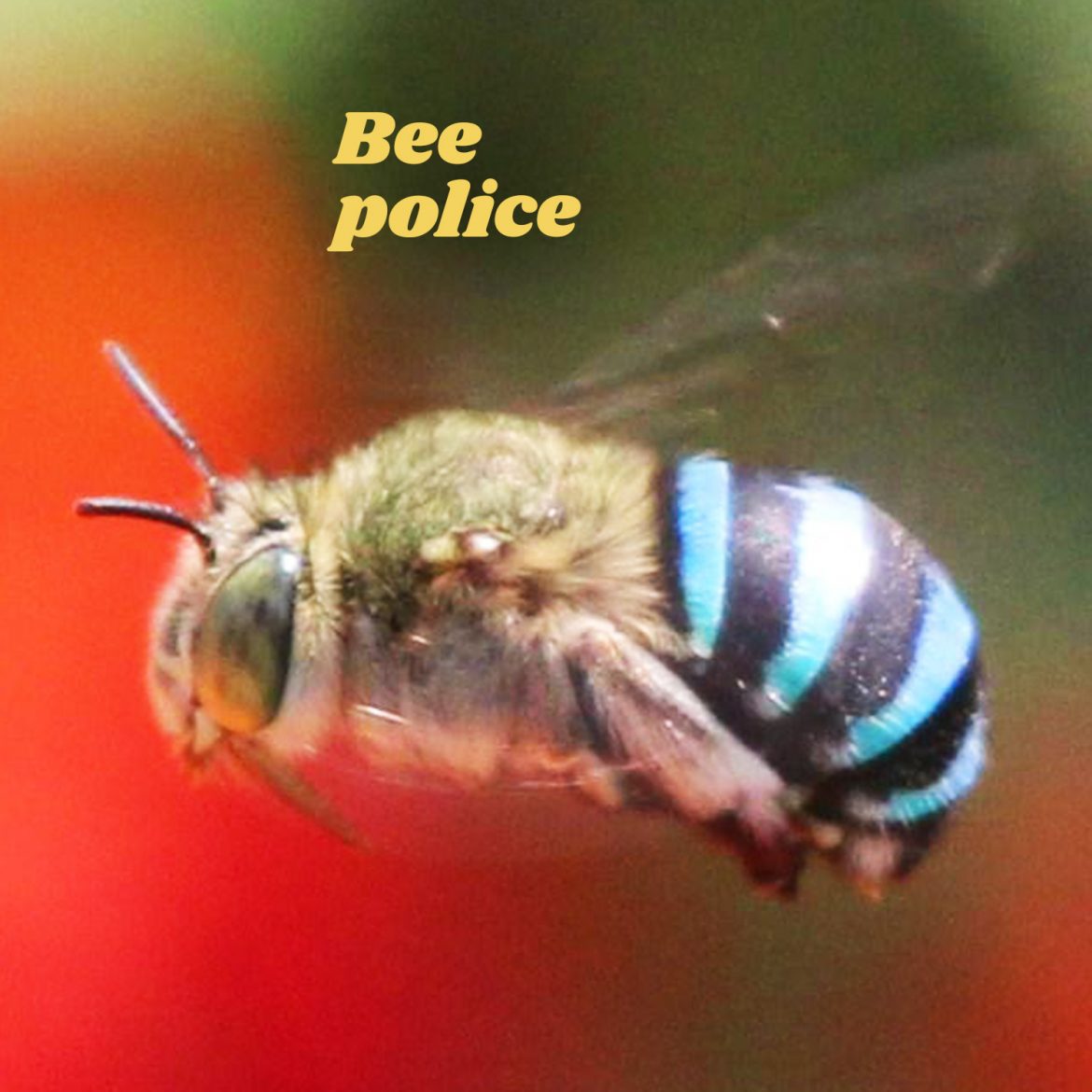 Bee police