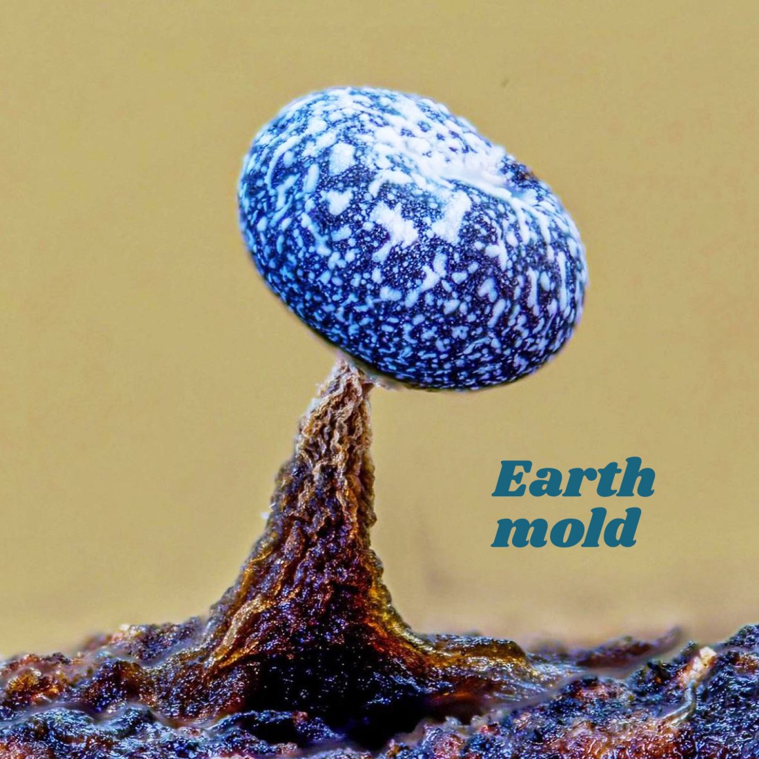 Earth mold