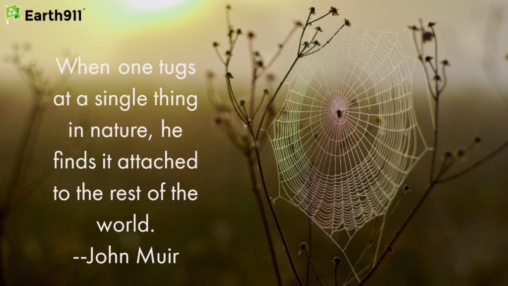 Earth911 Inspiration: John Muir Reminds Us of Nature’s Web