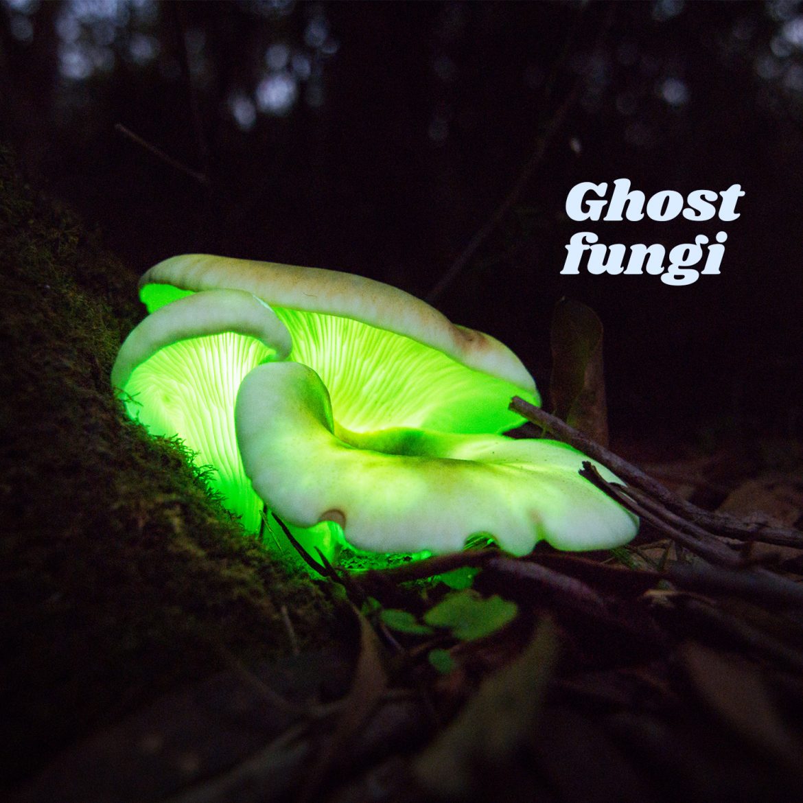 Ghost fungi