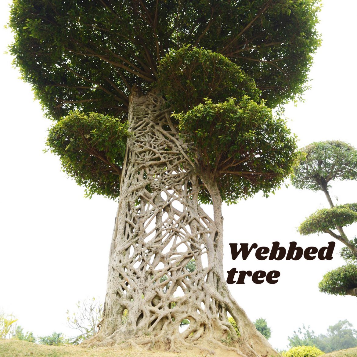 Webbed tree