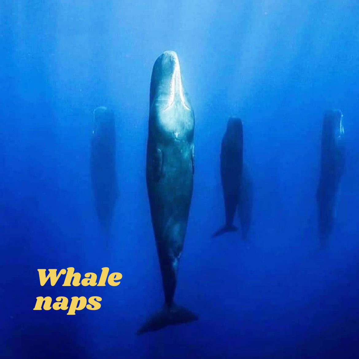 Whale naps