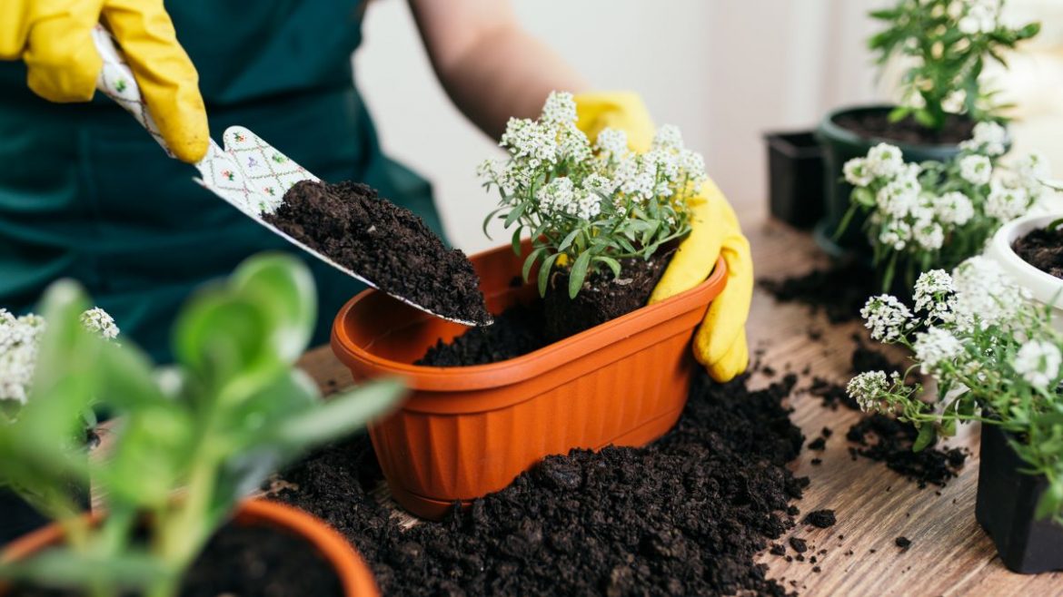DIY Potting Soil: How To Make Your Potting Medium at Home