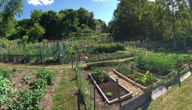 Neighborhood Nourishment: How To Form a Community Garden