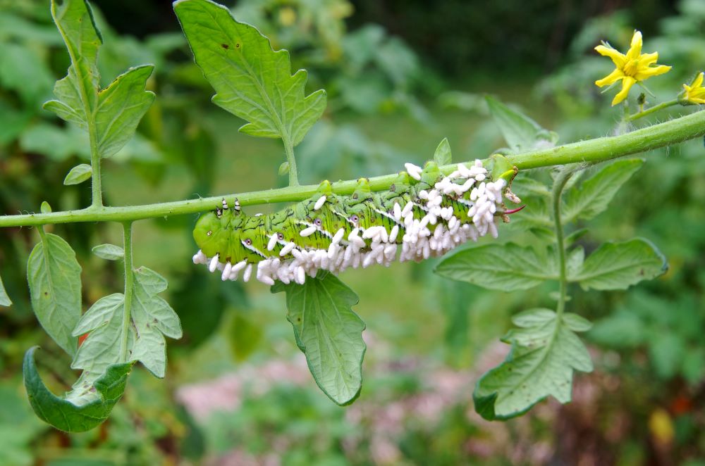 These Beneficial Insects Can Help Your Garden Thrive