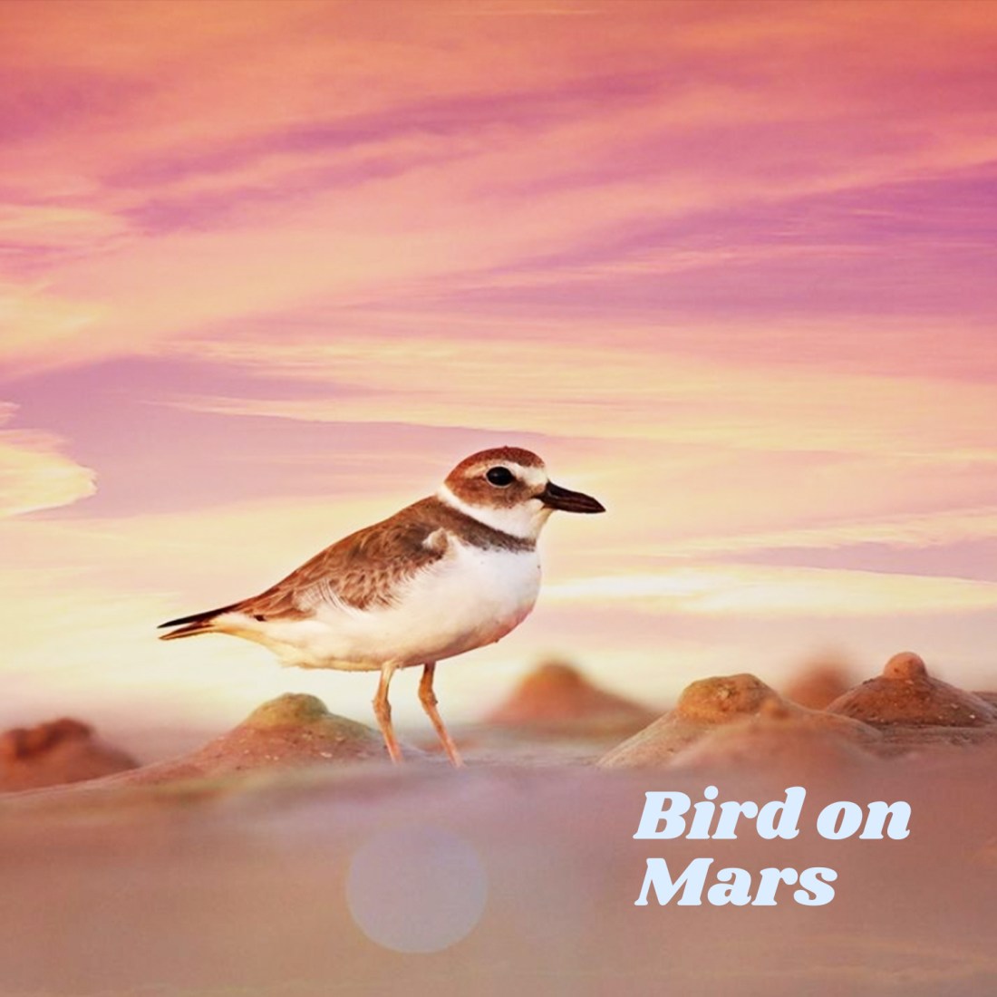 Bird on Mars
