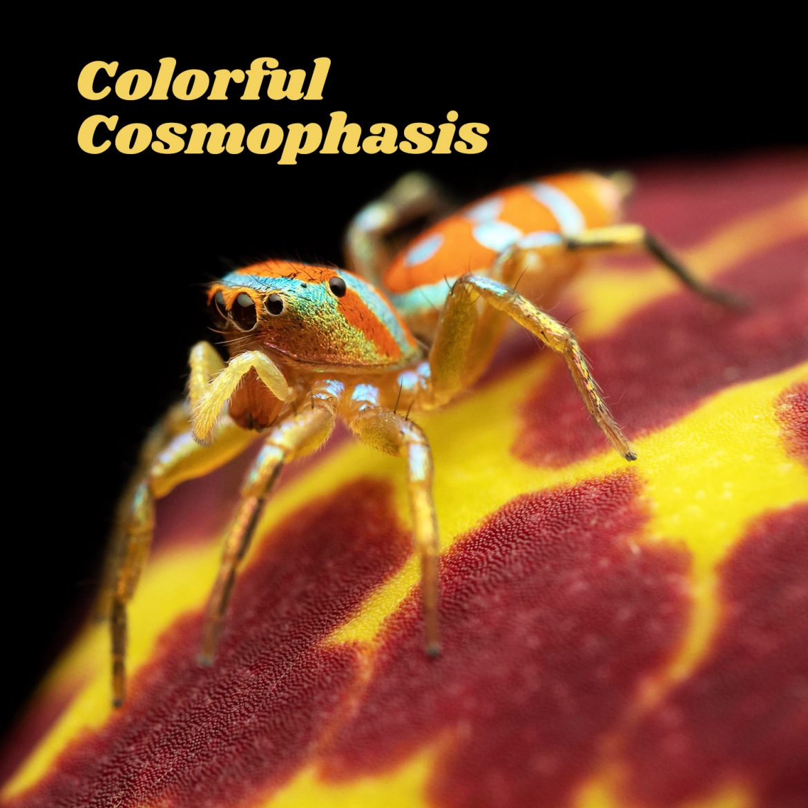 Colorful Cosmophasis