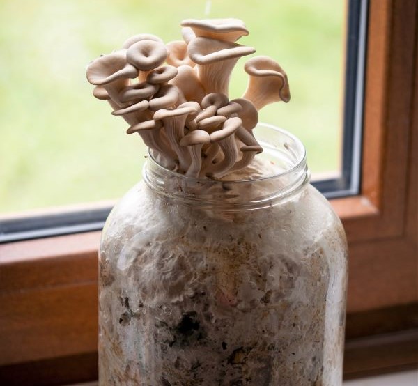 How To Grow and Cook With Mushrooms at Home