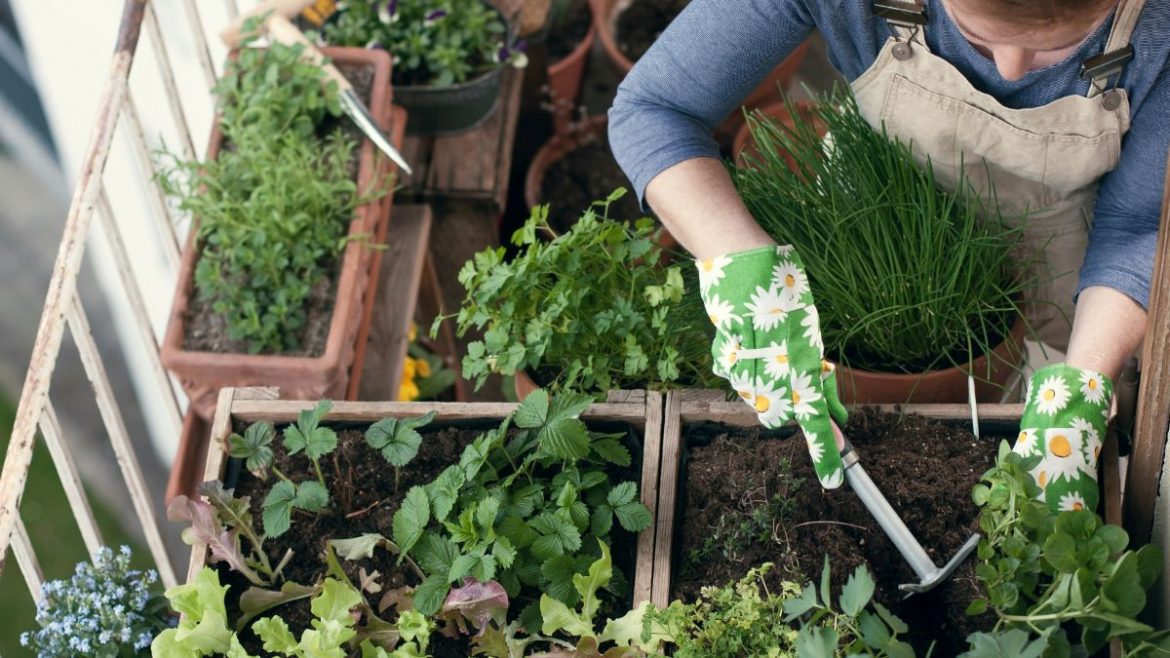 How To Grow Lots of Veggies in Small Places