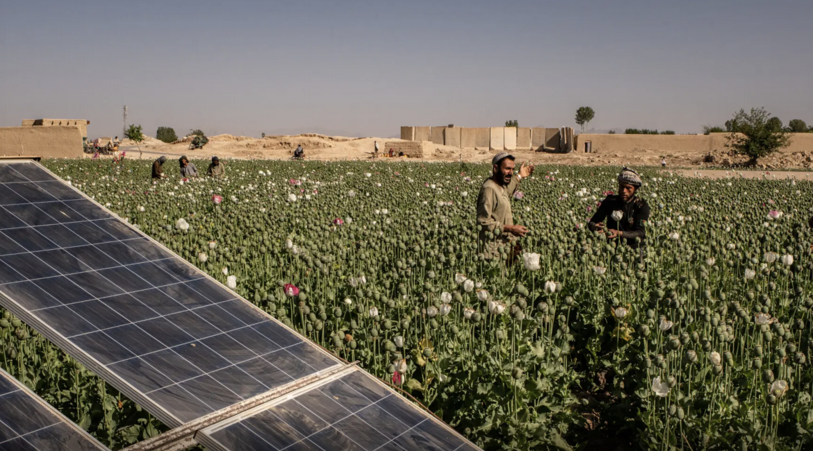 Solar panels driving opium trade in Afghanistan