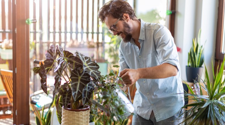 Are Houseplants Environmentally Friendly?