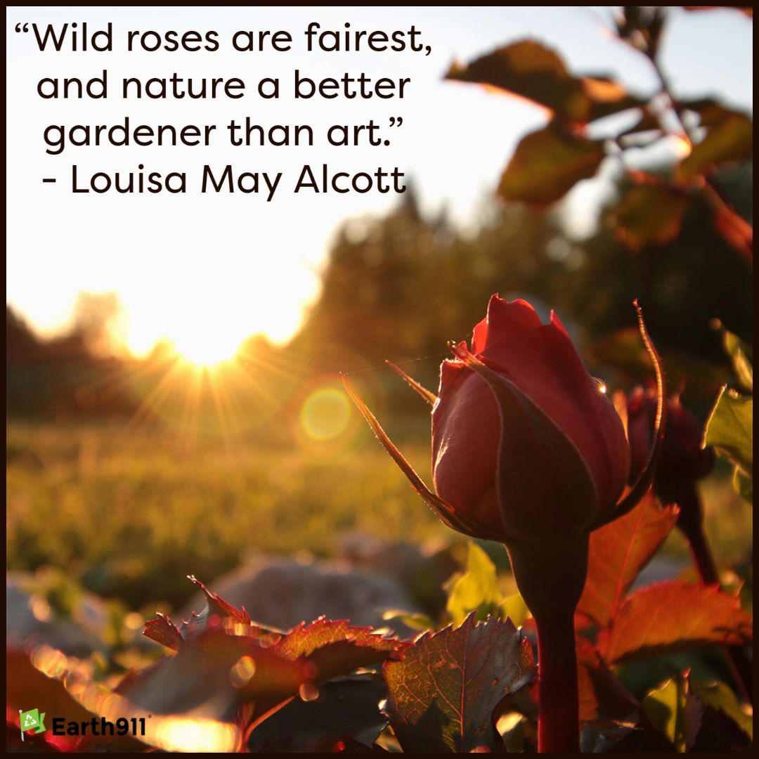 Earth911 Inspiration: Nature a Better Gardener Than Art