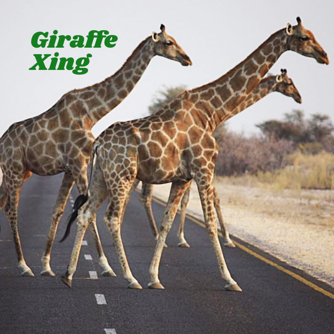Giraffe Xing