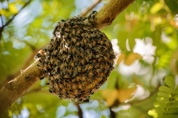 Honeybees at Home
