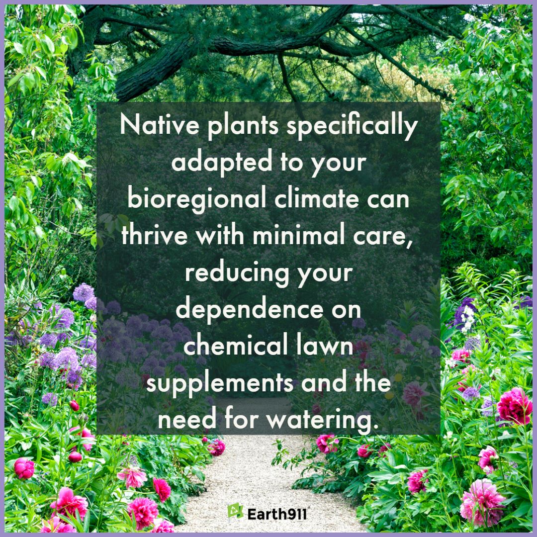 We Earthlings: Native Plants Thrive With Minimal Care