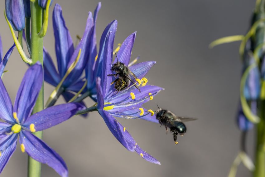 Are Your Honeybee Hives Harming Native Pollinators?