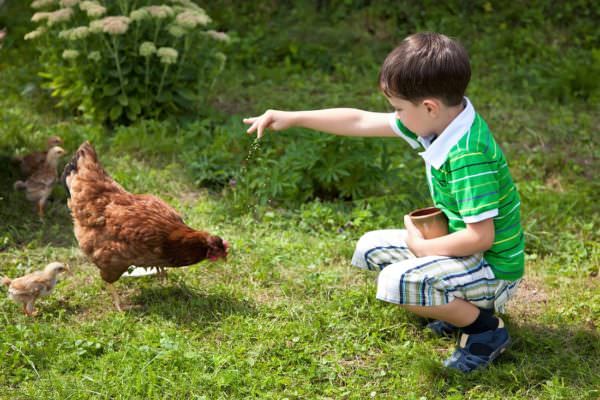 Backyard Chickens 101: Getting Started With Laying Hens