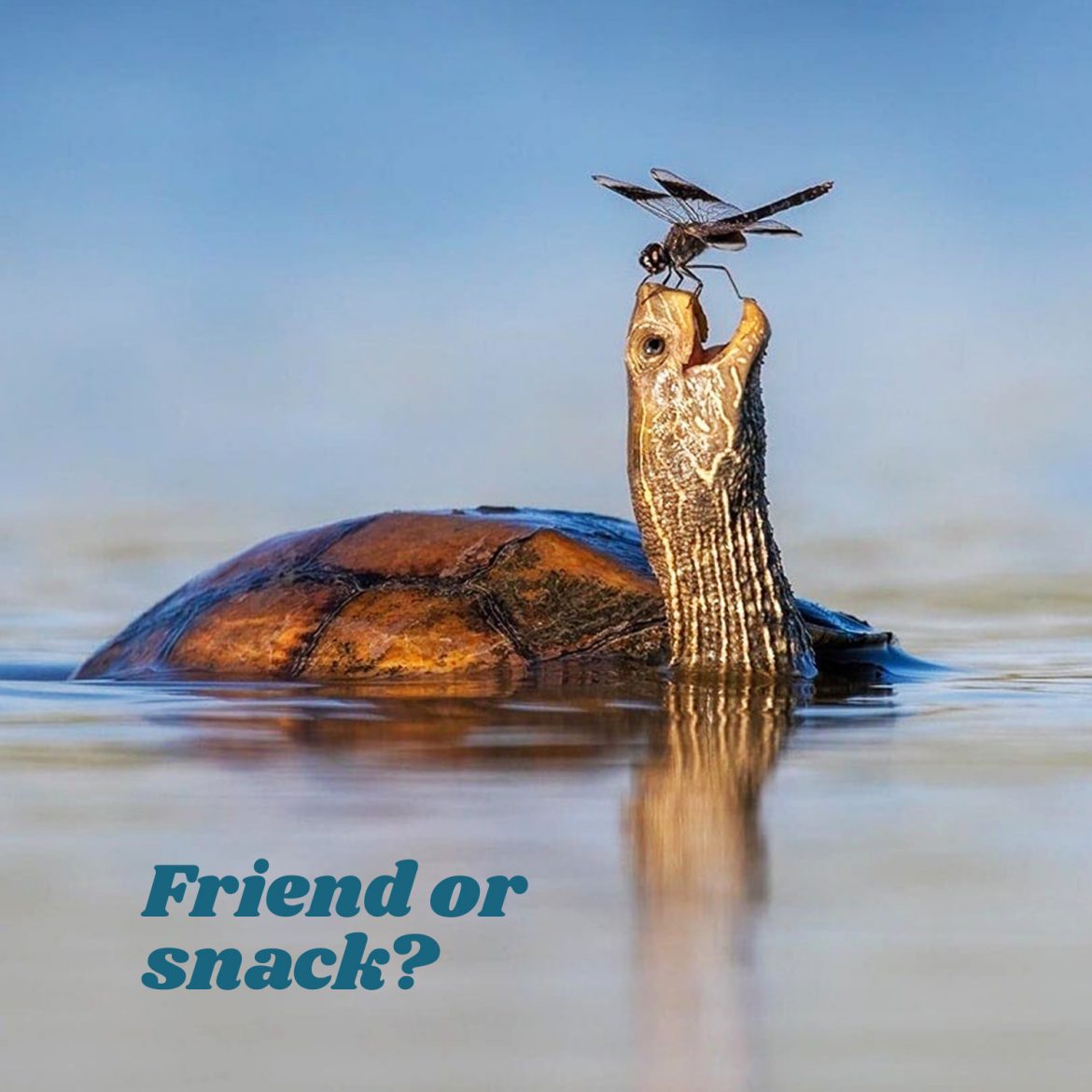 Friend or snack?