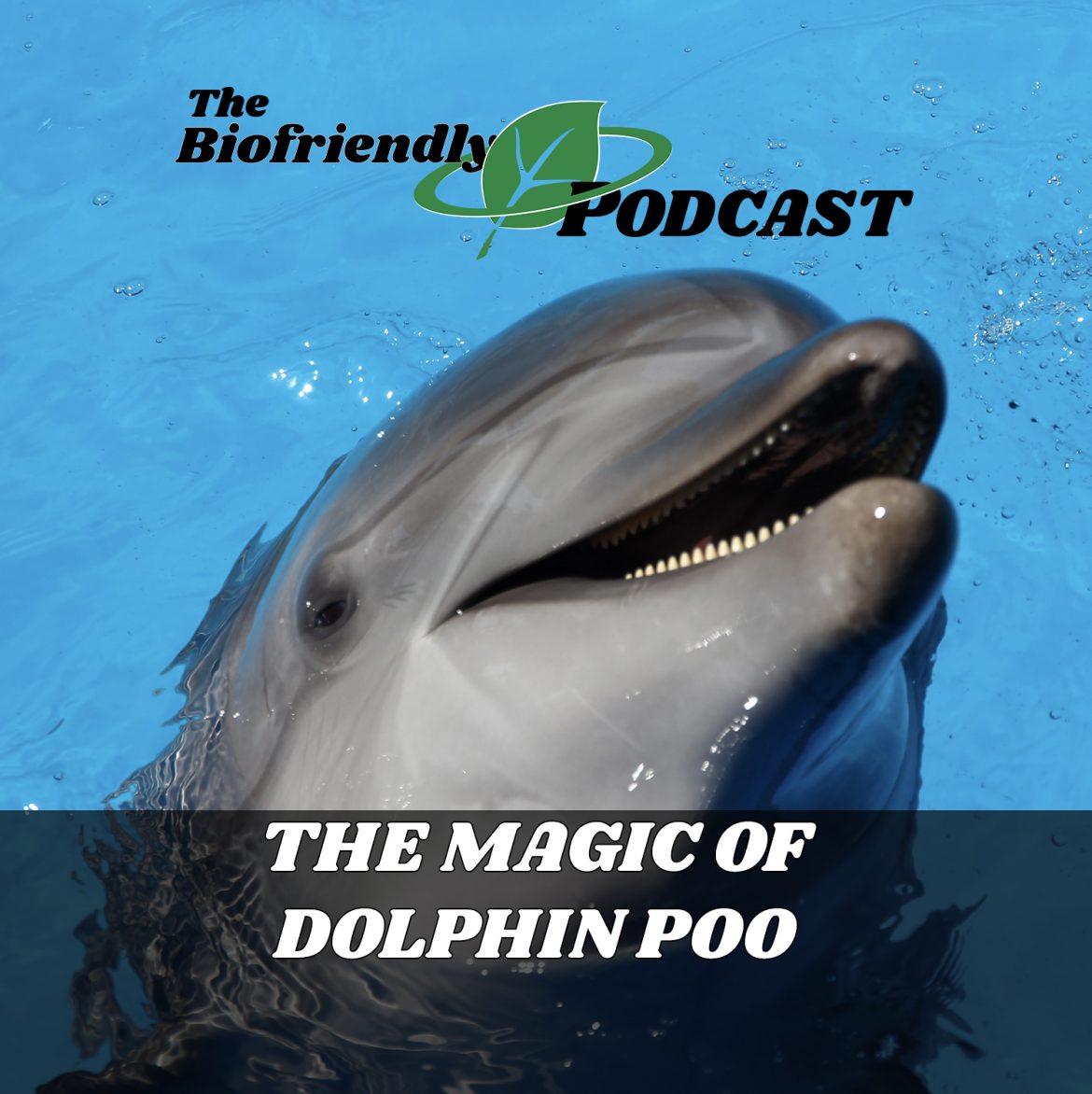 The Magic of Dolphin Poo